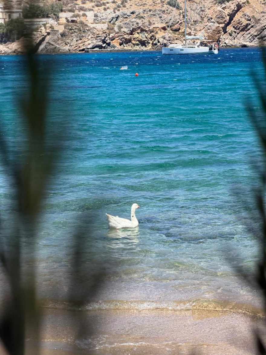 Ο χήνος που δίχασε τη Σύρο: Αντιδράσεις, καταγγελίες και η απόφαση του Δήμου για το Αχλάδι