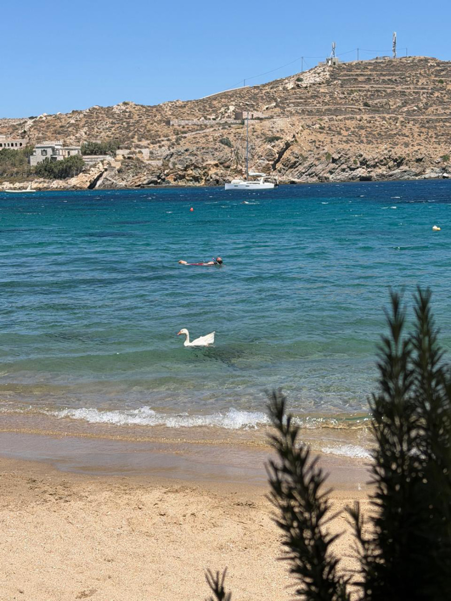 Ο χήνος που δίχασε τη Σύρο: Αντιδράσεις, καταγγελίες και η απόφαση του Δήμου για το Αχλάδι
