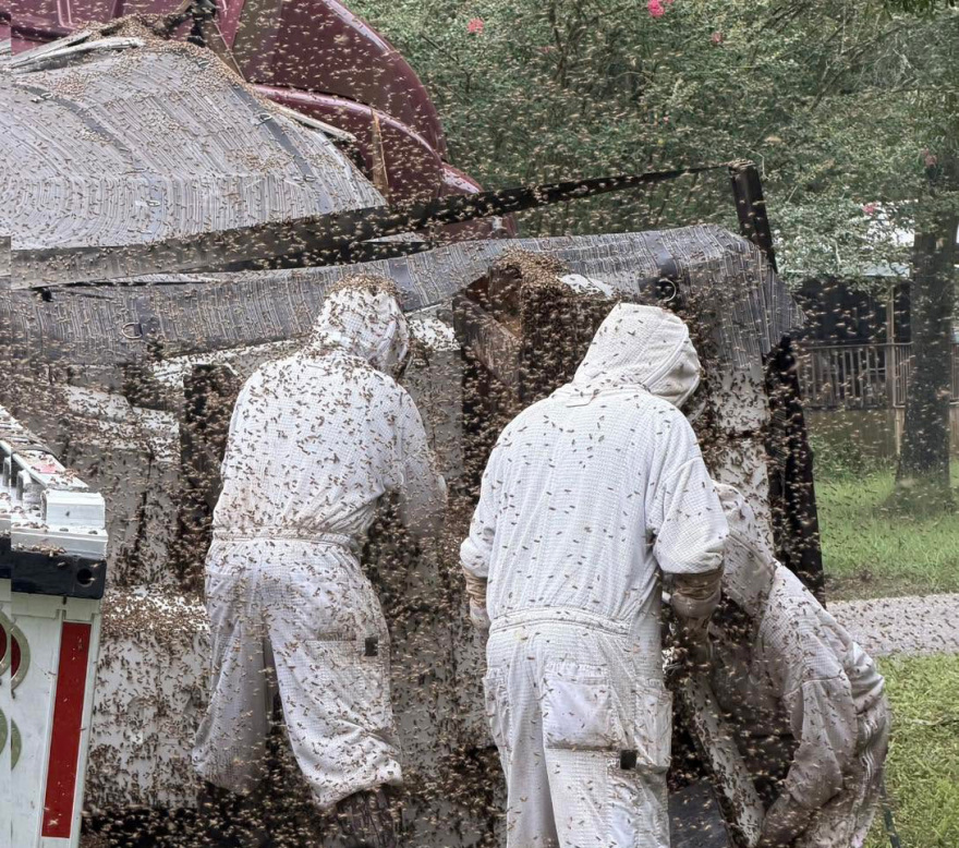 Δύο εκατομμύρια μέλισσες ξέφυγαν έπειτα από ανατροπή φορτηγού στο Τέξας, δείτε φωτογραφίες