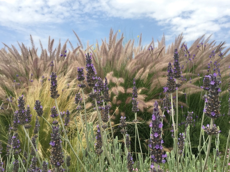 Smart Gardening: περισσότερο πράσινο με λιγότερη συντήρηση