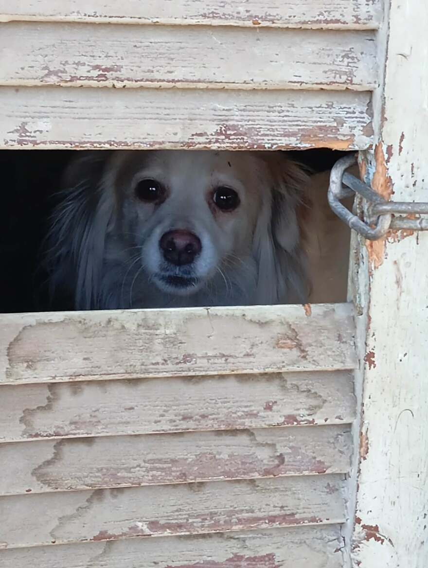 Σκυλάκι ζούσε εγκλωβισμένο σε σπίτι γεμάτο σκουπίδια στον Βόλο, διασώθηκε μετά από καταγγελίες φιλόζωων