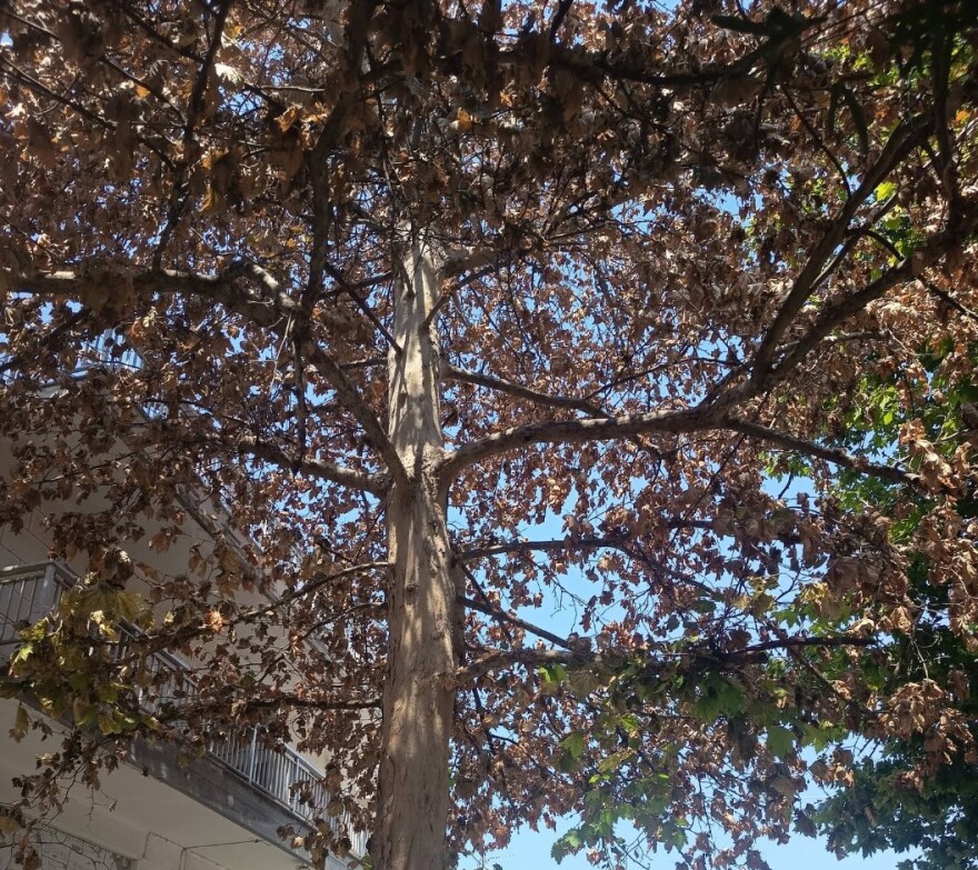 Ασυνείδητοι στον Βόλο ξέραναν με χημική ουσία πλάτανο διακοσίων χρονών, δείτε φωτογραφίες