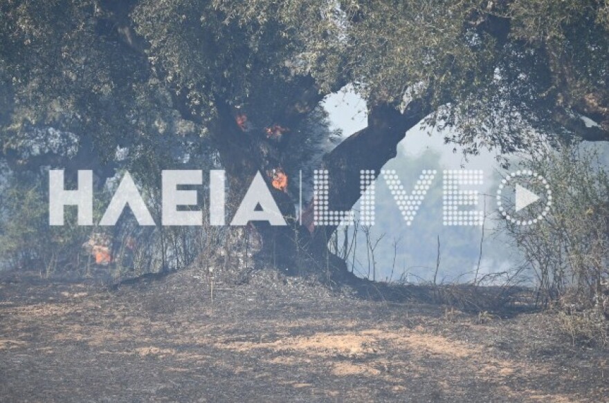 Ανεξέλεγκτη η φωτιά στη Βάρδα Ηλείας: Επιχειρούν 4 εναέρια
