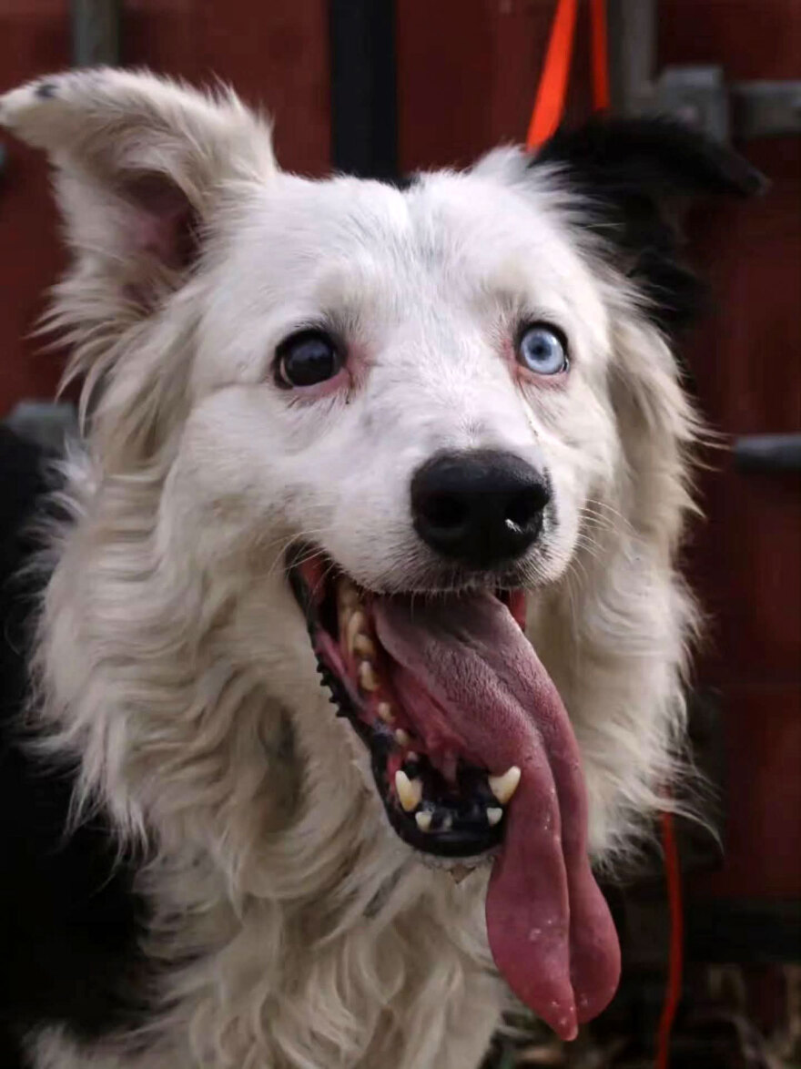 Από εγκαταλελειμμένο κουτάβι σε ήρωας διασώστης, Τσουνάμι ο σκύλος που εντόπισε 13 αγνοούμενους στα συντρίμμια στη Βενεζουέλα