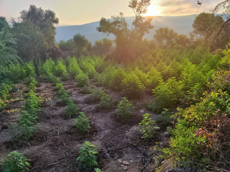 Ξηλώθηκε φυτεία κάνναβης με 1.532 δενδρύλλια στην Μεσσηνία, πάνω από 1,5 εκατ. ευρώ τα κέρδη   