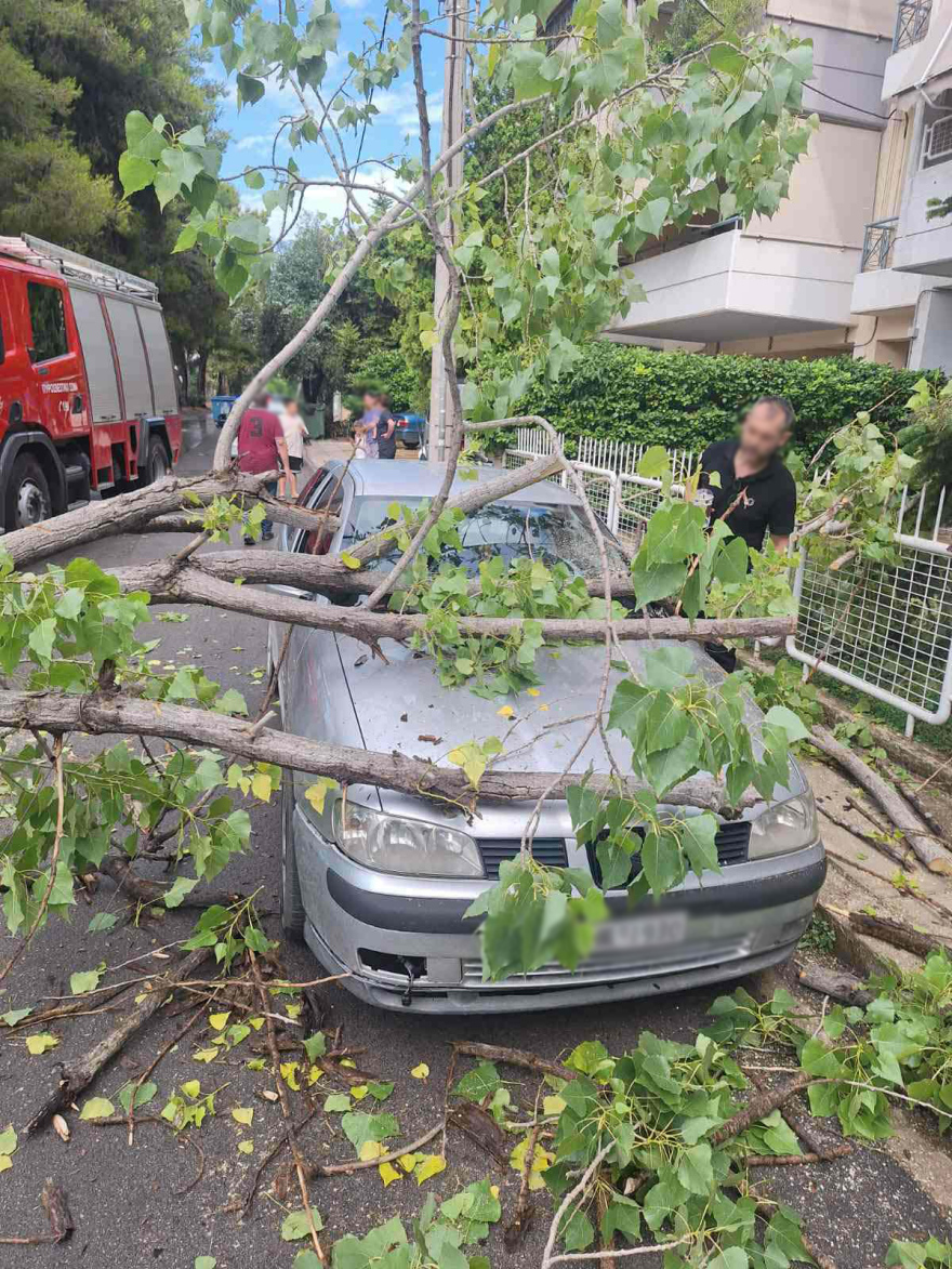 Δέντρο έπεσε πάνω σε αυτοκίνητο στο Μενίδι, δείτε φωτογραφίες
