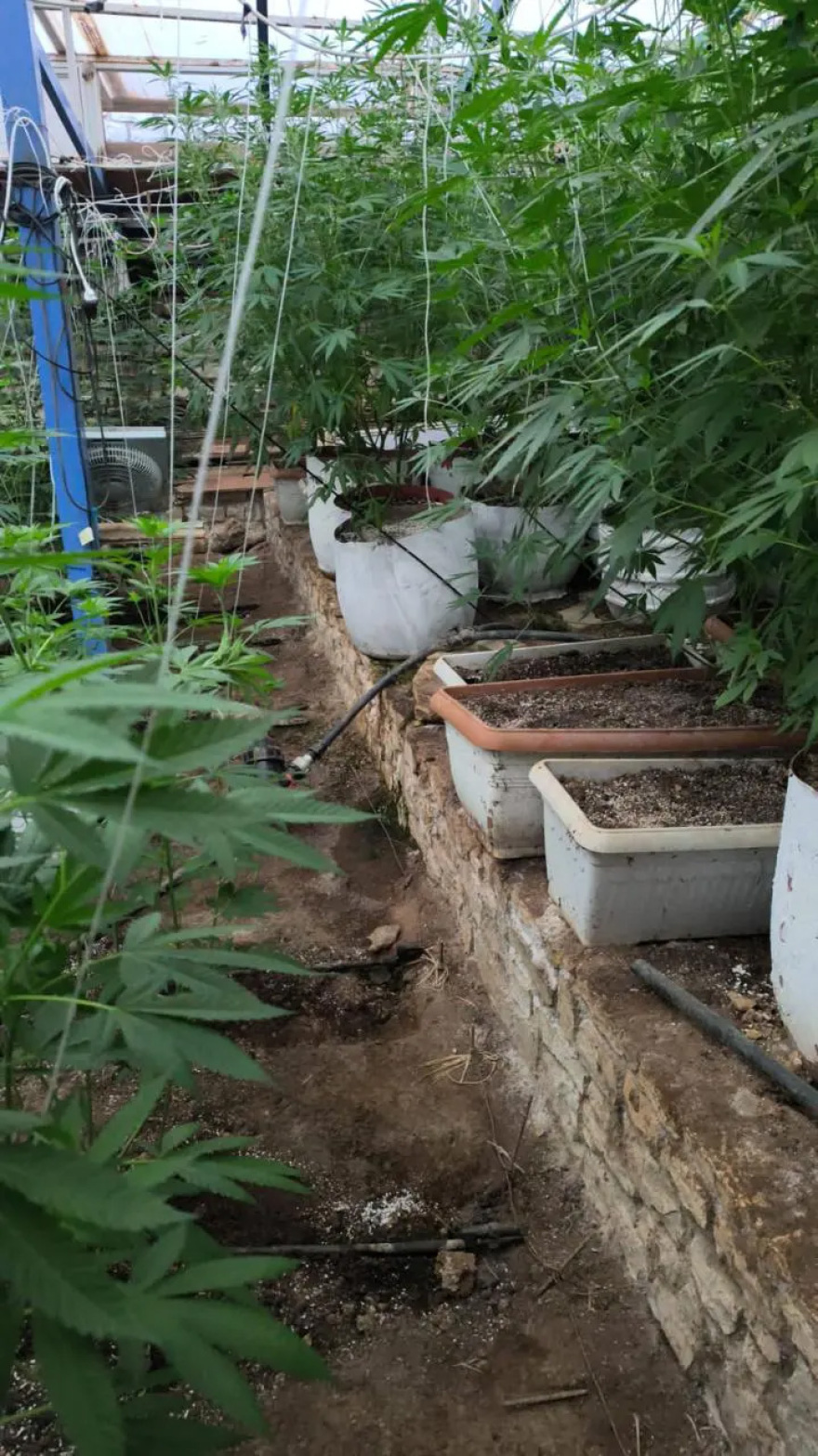 Συνελήφθη 60χρονος για καλλιέργεια κάνναβη στα Χανιά: Εντοπίστηκε θερμοκήπιο με 103 δενδρύλλια, δείτε βίντεο και φωτογραφίες