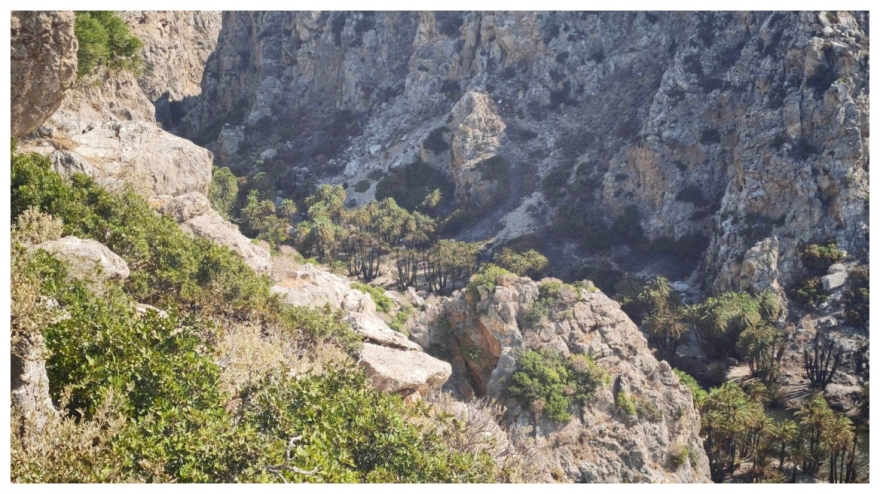 Περιορισμένες οι ζημιές στο Φοινικόδασος του Πρέβελη, σύμφωνα με την Περιφέρια Ρεθύμνου, δείτε βίντεο και φωτογραφίες