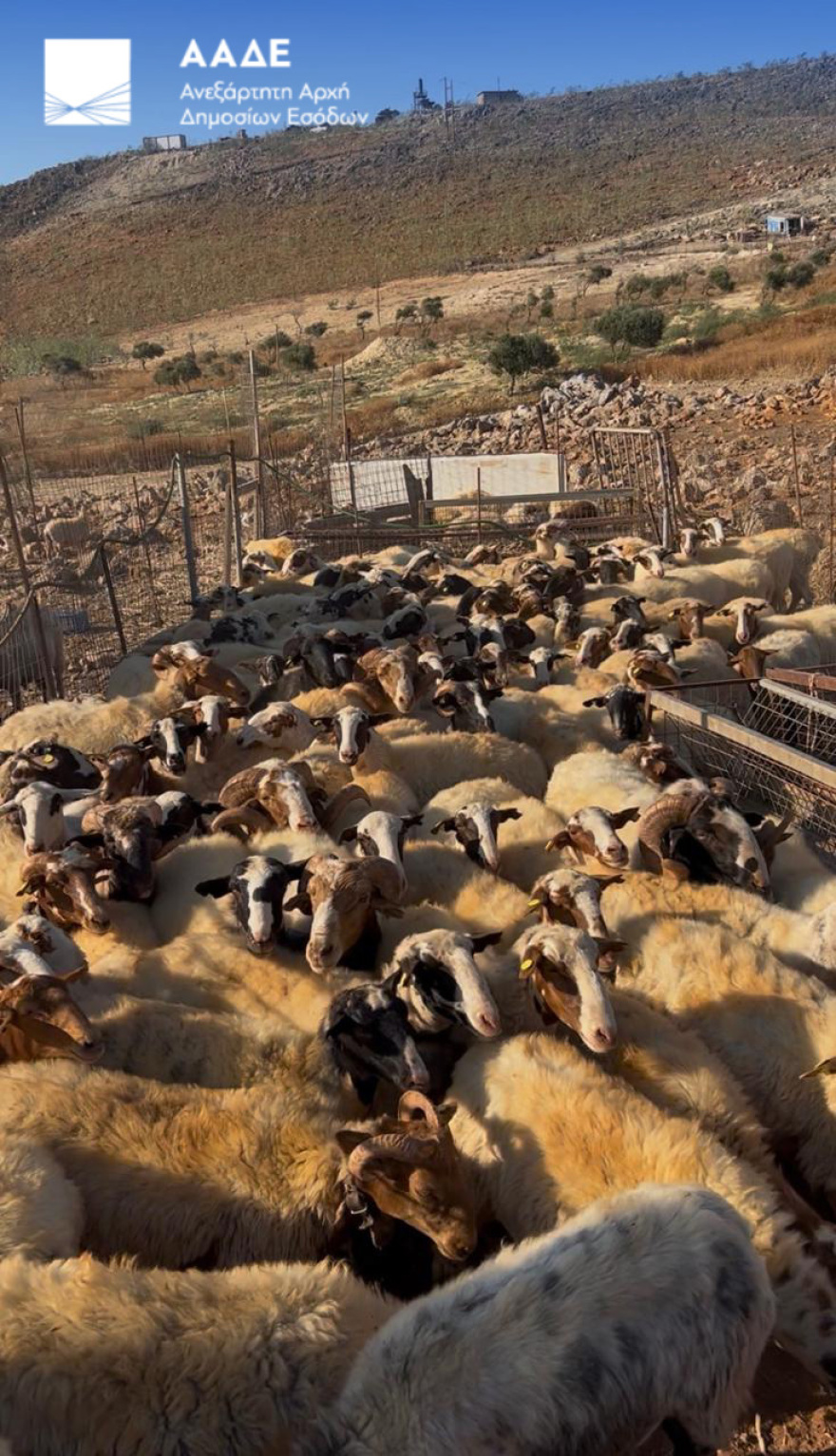 Πρώτος μαζικός έλεγχος της ΑΑΔΕ στην Κρήτη για τις αγροτικές επιδοτήσεις, 120 από τους 195 κτηνοτρόφους δεν προσήλθαν