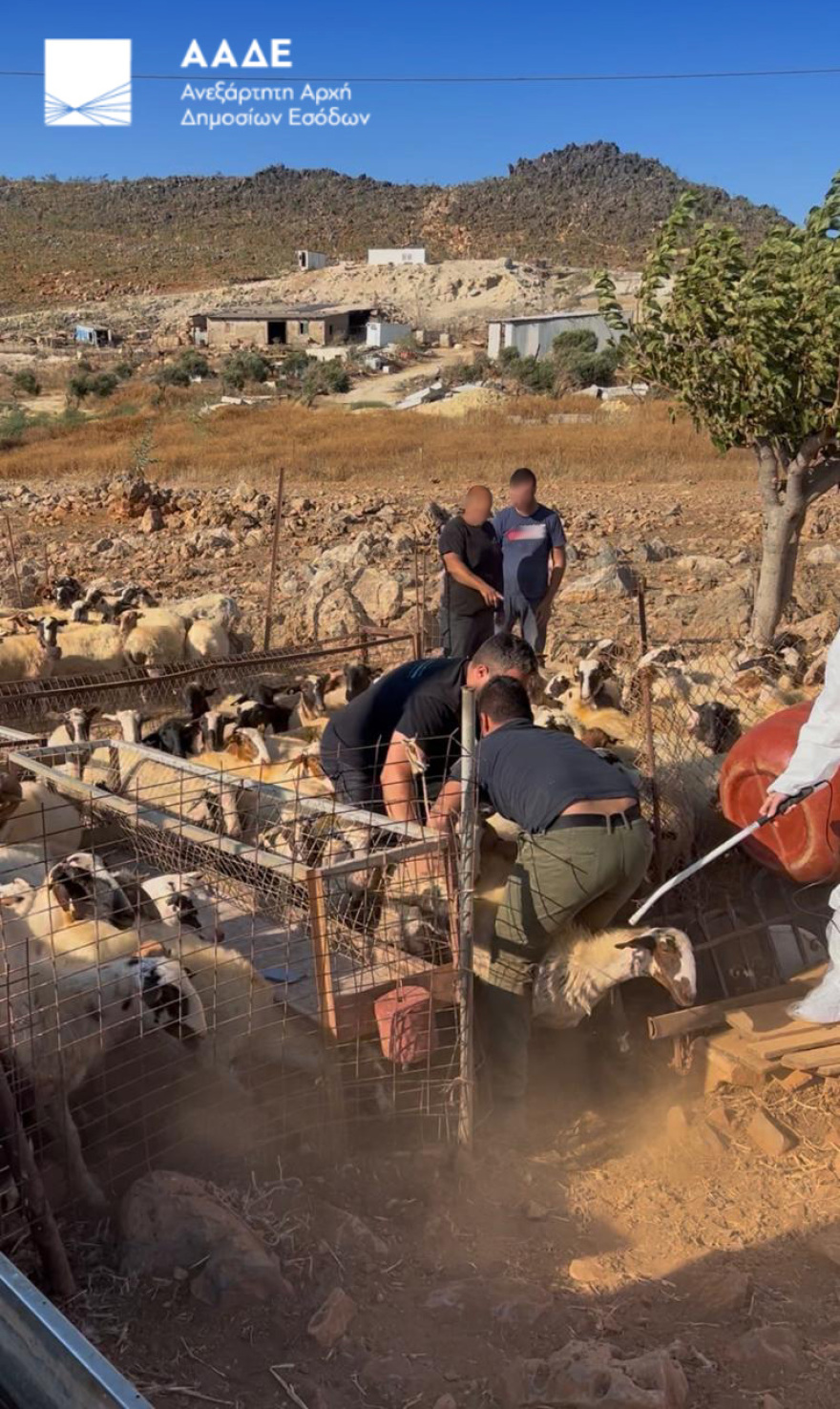 Πρώτος μαζικός έλεγχος της ΑΑΔΕ στην Κρήτη για τις αγροτικές επιδοτήσεις, 120 από τους 195 κτηνοτρόφους δεν προσήλθαν