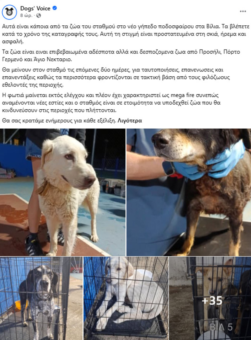 Αγώνας για να σωθούν και τα ζώα από τις φλόγες: Δεκάδες μεταφέρθηκαν στο γήπεδο στα Βίλια, δείτε φωτογραφίες