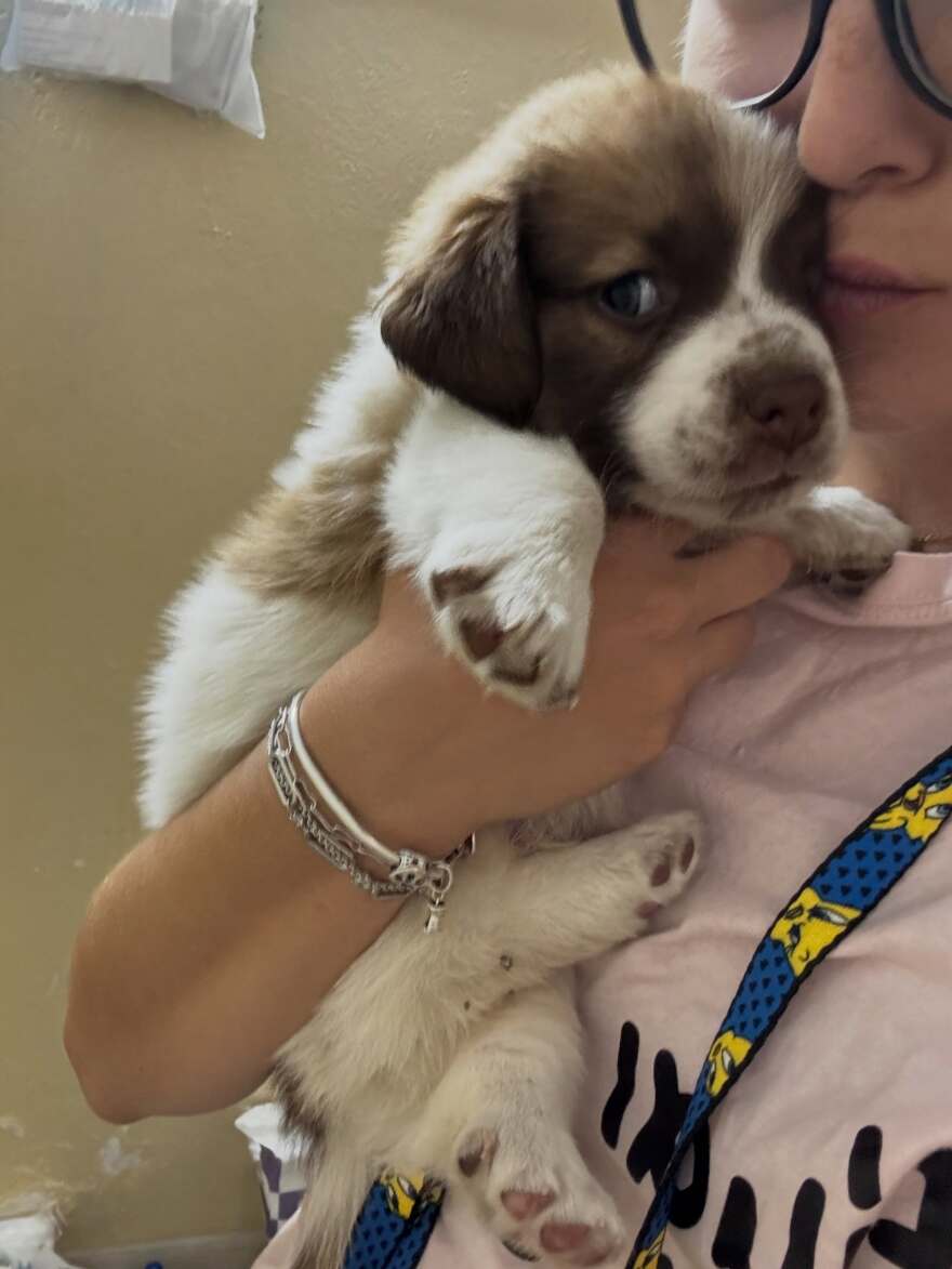 Συγκλονιστικές διασώσεις ζώων στα πύρινα μέτωπα: Σκύλος δεμένος σε αυλή και νεογέννητα γατάκια σε ξυλόφουρνο, δείτε φωτογραφίες