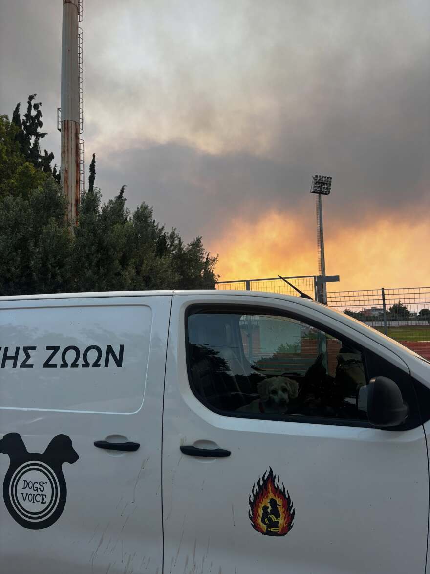 Συγκλονιστικές διασώσεις ζώων στα πύρινα μέτωπα: Σκύλος δεμένος σε αυλή και νεογέννητα γατάκια σε ξυλόφουρνο, δείτε φωτογραφίες