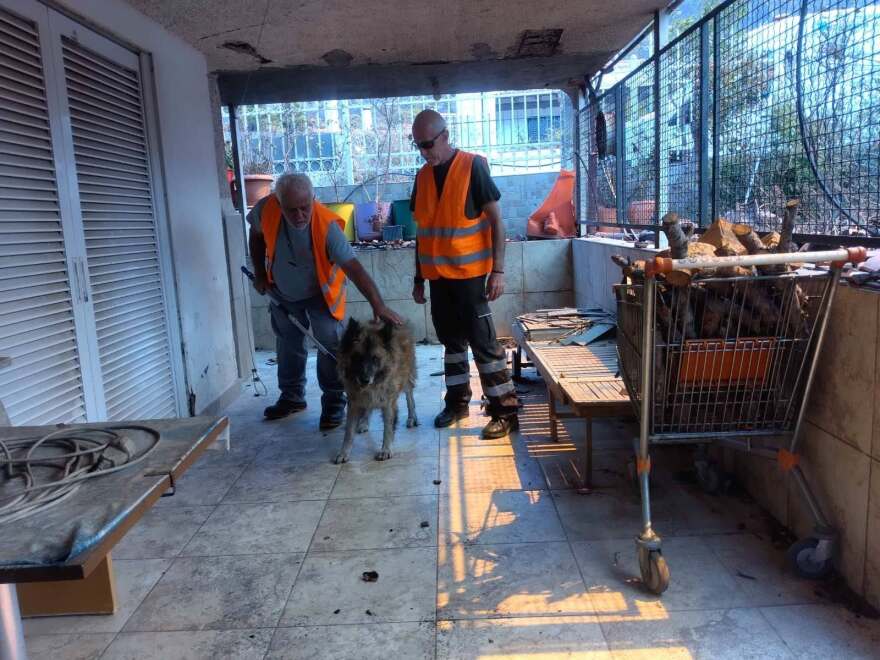 Συγκλονιστικές διασώσεις ζώων στα πύρινα μέτωπα: Σκύλος δεμένος σε αυλή και νεογέννητα γατάκια σε ξυλόφουρνο, δείτε φωτογραφίες