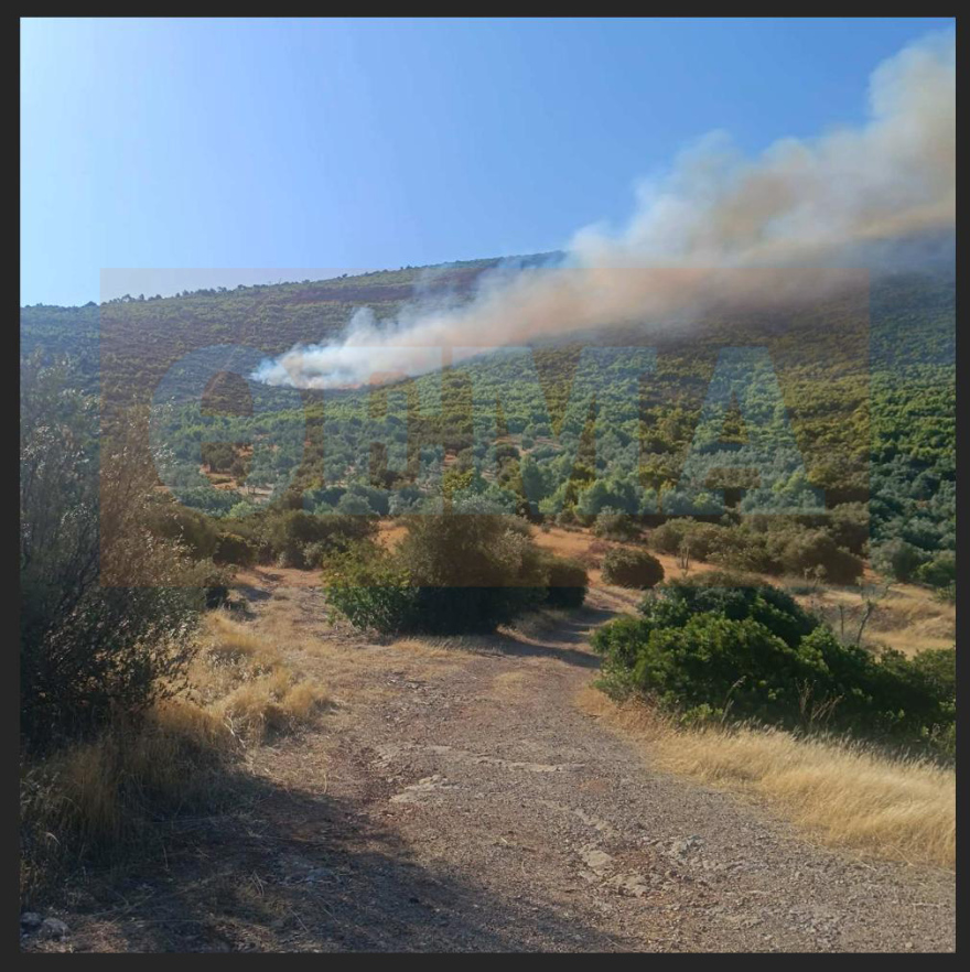 Πώς ξεκίνησε η φωτιά στη Βοιωτία: Τι αποκάλυψε η αυτοψία της Πυροσβεστικής «στο σημείο μηδέν», φωτογραφίες ντοκουμέντο