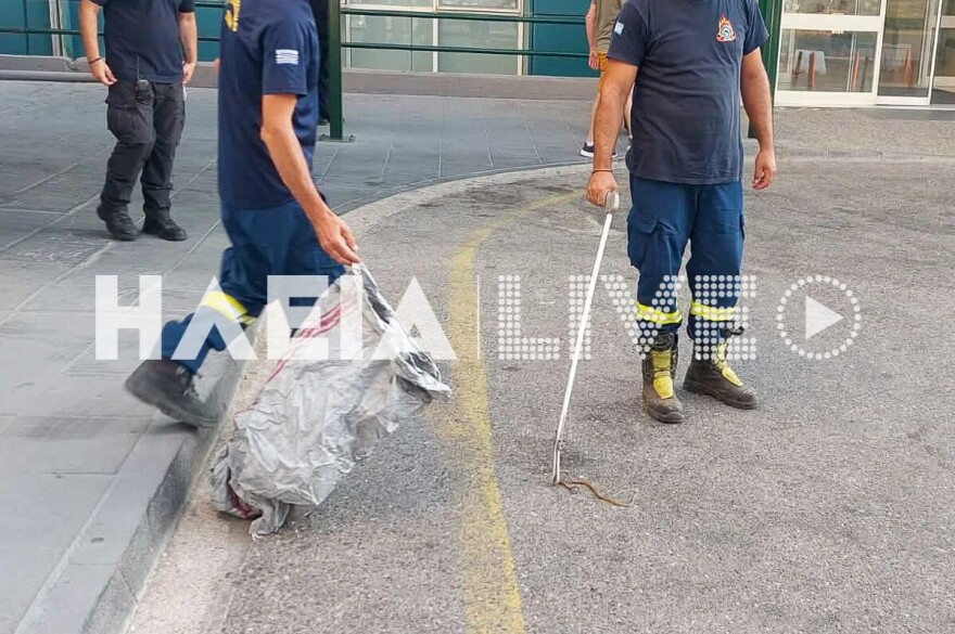 Αναστάτωση στο Νοσοκομείο Πύργου, φίδι εμφανίστηκε στα Επείγοντα, δείτε φωτογραφίες