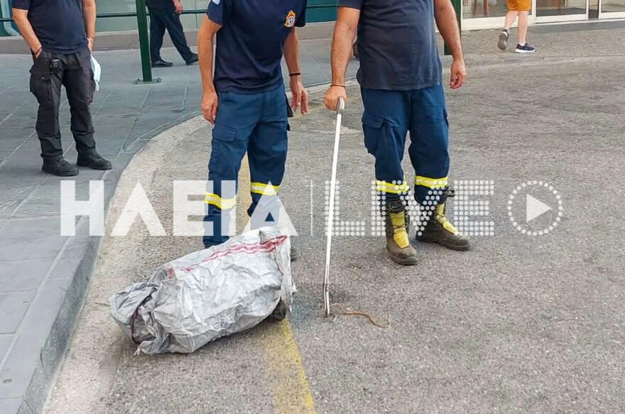 Αναστάτωση στο Νοσοκομείο Πύργου, φίδι εμφανίστηκε στα Επείγοντα, δείτε φωτογραφίες