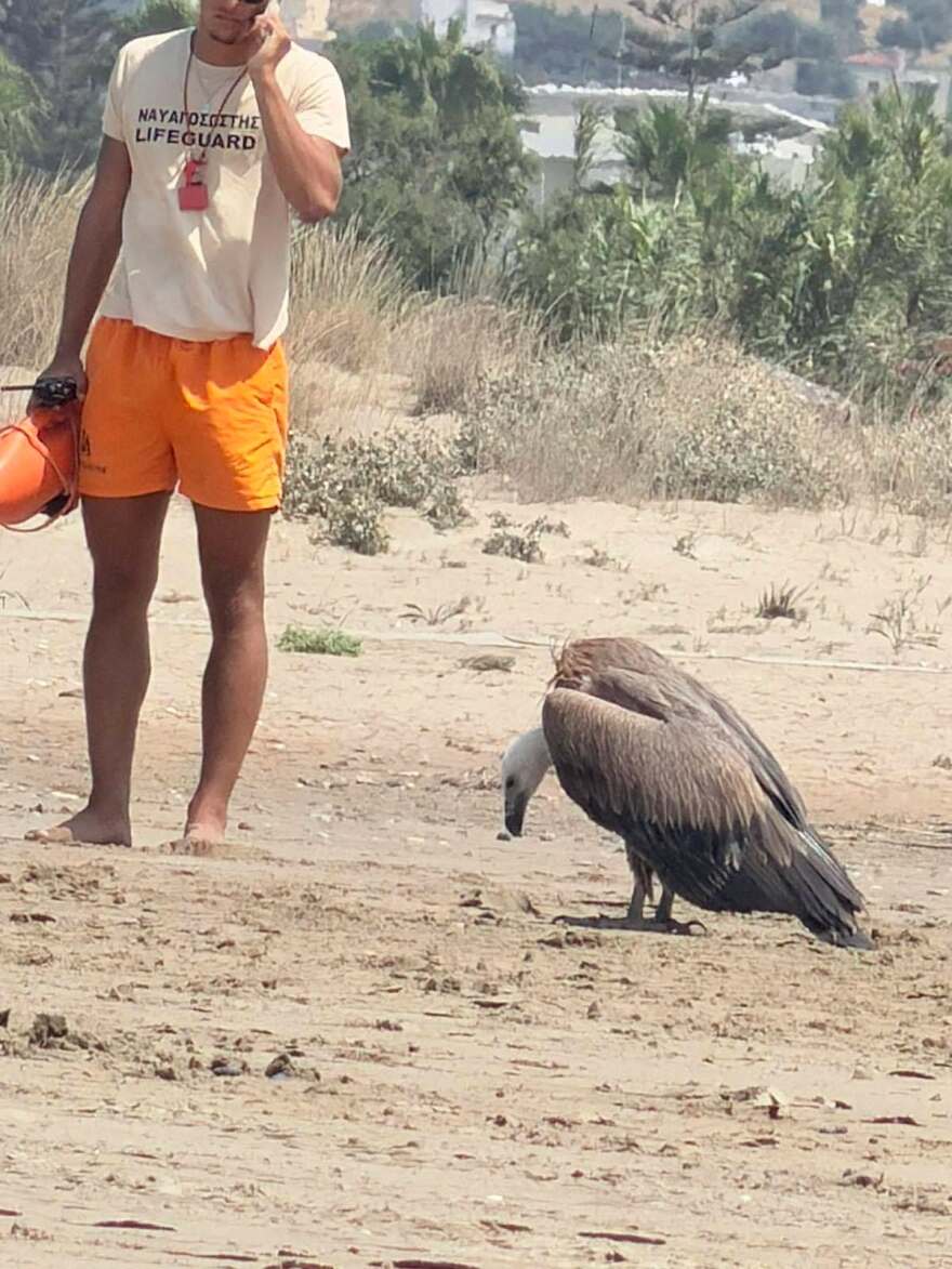 «Οι γύπες πέφτουν και φέτος»: Πάνω από 20 νεαρά πουλιά στην Κρήτη χρειάστηκαν περίθαλψη