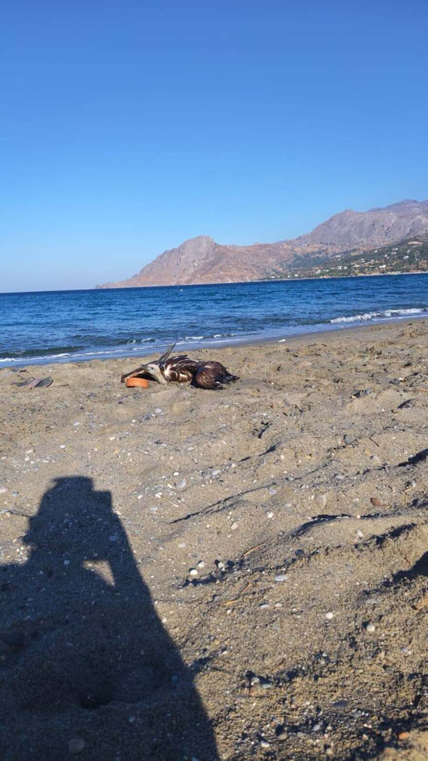 «Οι γύπες πέφτουν και φέτος»: Πάνω από 20 νεαρά πουλιά στην Κρήτη χρειάστηκαν περίθαλψη