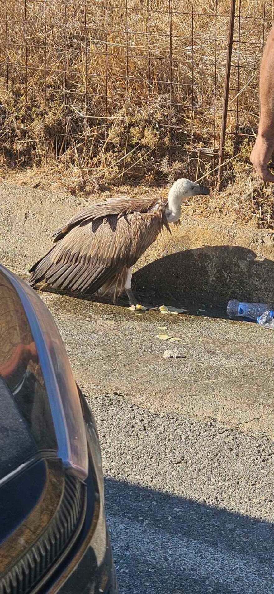 «Οι γύπες πέφτουν και φέτος»: Πάνω από 20 νεαρά πουλιά στην Κρήτη χρειάστηκαν περίθαλψη