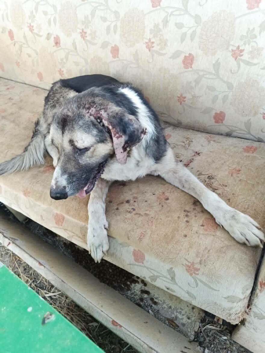 Φρίκη στα Μελισσάτικα Βόλου: Καταγγελίες για νεκρά και άρρωστα ζώα σε ιδιωτικό καταφύγιο