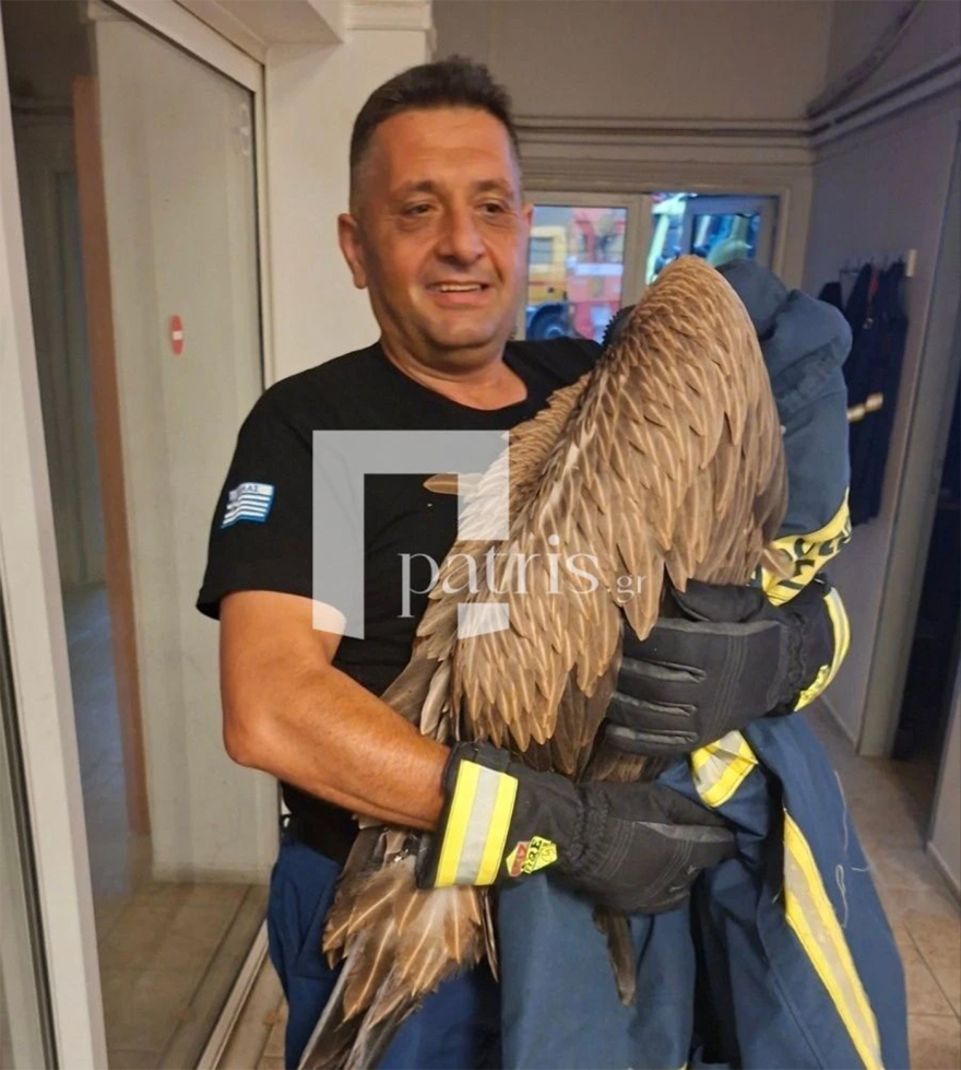 Γυπαετός «προσγειώθηκε» σε φτερό αεροπλάνου στο Ηράκλειο και δεν έλεγε να φύγει, πώς κατάφεραν να τον πιάσουν