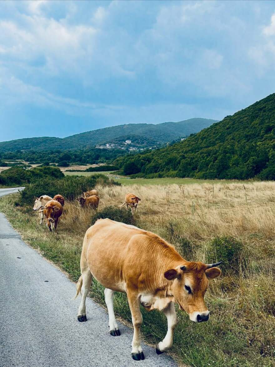 Ο Φίλιππος Μιχόπουλος και η Κωνσταντίνα Ευριπίδου έκαναν ράφτινγκ στον Βοϊδομάτη, δείτε φωτογραφίες