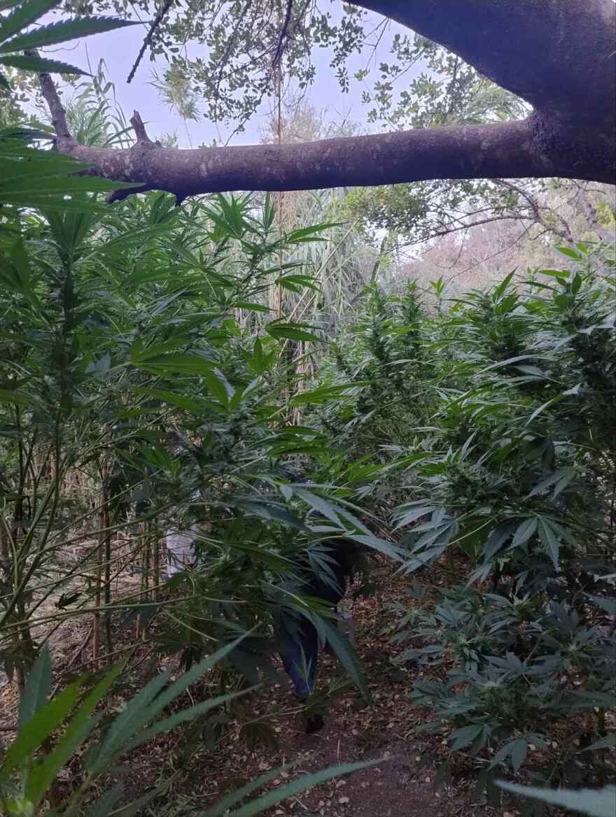 Συνελήφθη 62χρονος στο Ηράκλειο για καλλιέργεια δενδρυλλίων κάνναβης, έφταναν σε ύψος τα 3,5 μέτρα
