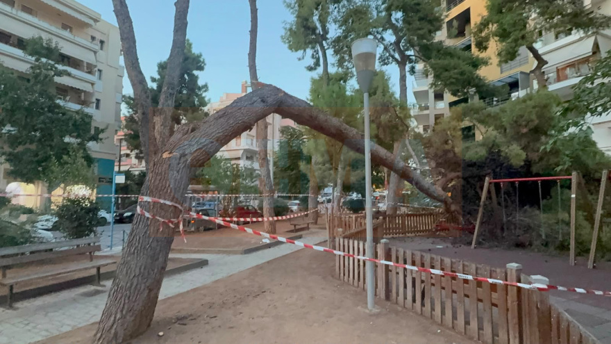 «Έπεσε το δέντρο, ενώ παίζαμε»: Η μαρτυρία της 30χρονης μητέρας για το ατύχημα στην Καλαμαριά - Καλά στην υγεία του το μωρό της