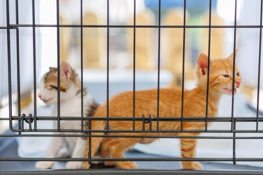 A Day With My Pet: Η 6η γιορτή του topetmou.gr για τα αγαπημένα μας κατοικίδια έρχεται στον Δήμο Ελευσίνας