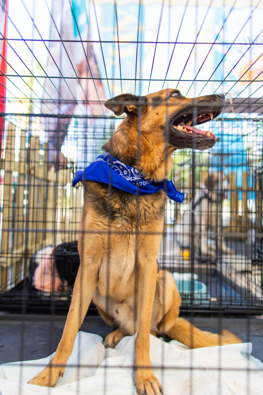 Πλήθος κόσμου στο 6ο A Day With My Pet στην Ελευσίνα: Η μεγάλη γιορτή του topetmou.gr για τους τετράποδους φίλους μας, δείτε βίντεο και φωτογραφίες