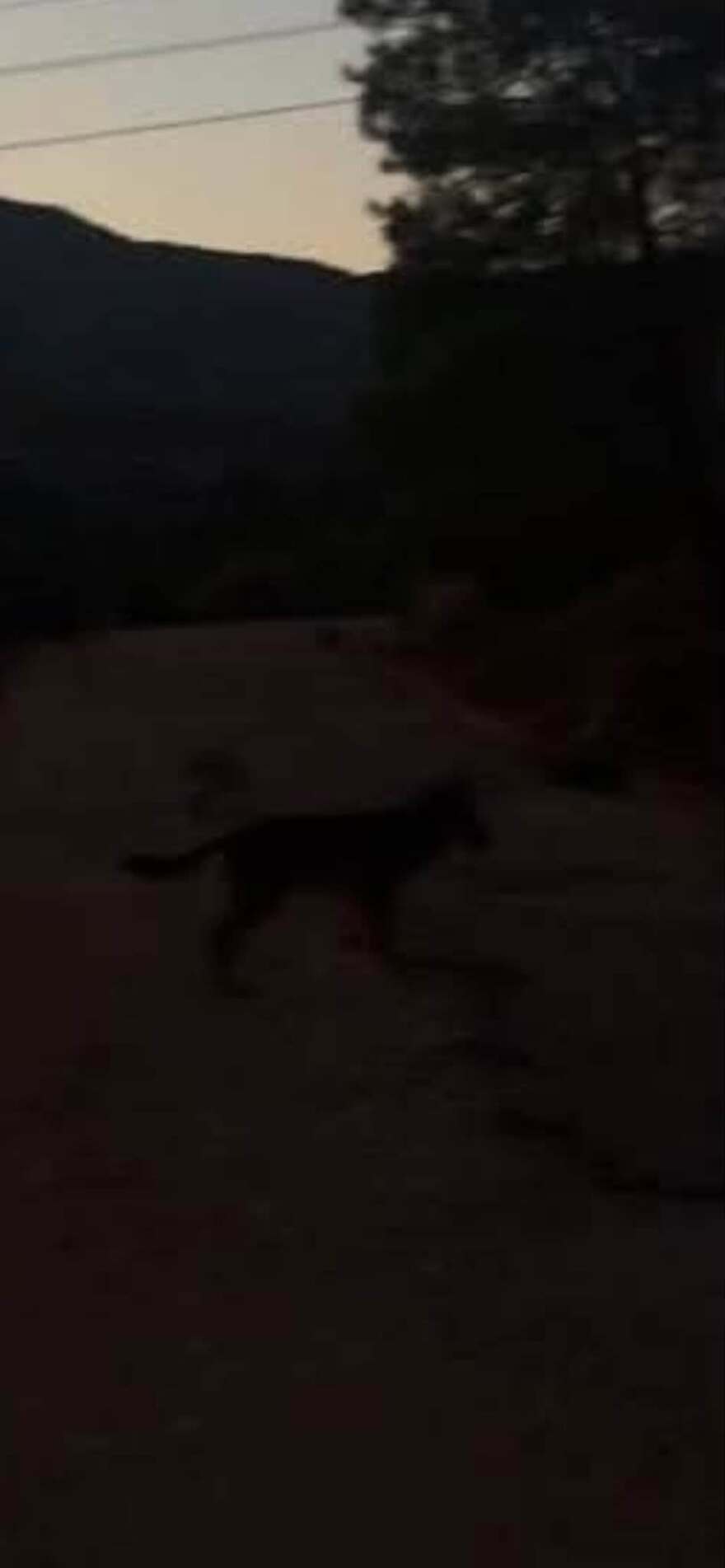 Λύκος επιτέθηκε σε άνδρα στο Κρυονέρι: «Έπεσε πάνω μου και με δάγκωσε, ήταν πολύ επιθετικός»