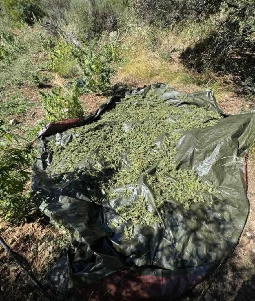 Φυτεία με 330 δενδρύλλια κάνναβης εντοπίστηκε στην Αχαΐα, δείτε φωτογραφίες