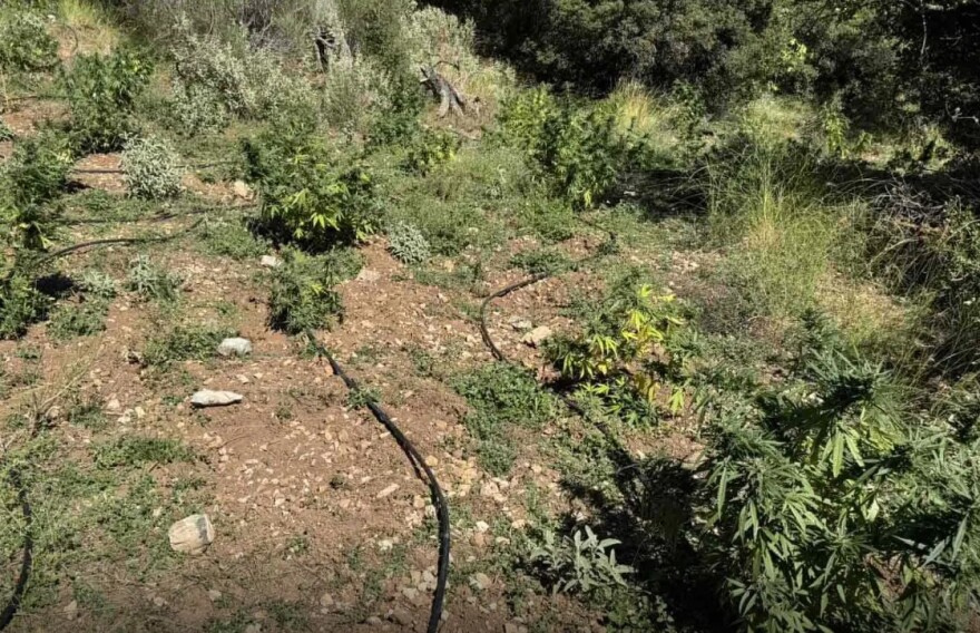 Φυτεία με 330 δενδρύλλια κάνναβης εντοπίστηκε στην Αχαΐα, δείτε φωτογραφίες