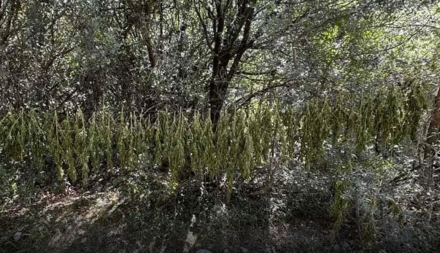 Φυτεία με 330 δενδρύλλια κάνναβης εντοπίστηκε στην Αχαΐα, δείτε φωτογραφίες