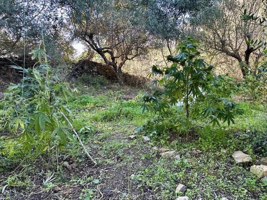 Εντοπίστηκε φυτεία με 71 δενδρύλλια κάνναβης στο Ρέθυμνο, δύο συλλήψεις, δείτε φωτογραφίες