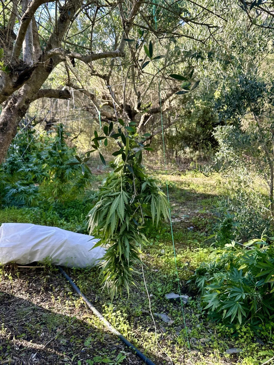 Εντοπίστηκε φυτεία με 71 δενδρύλλια κάνναβης στο Ρέθυμνο, δύο συλλήψεις, δείτε φωτογραφίες