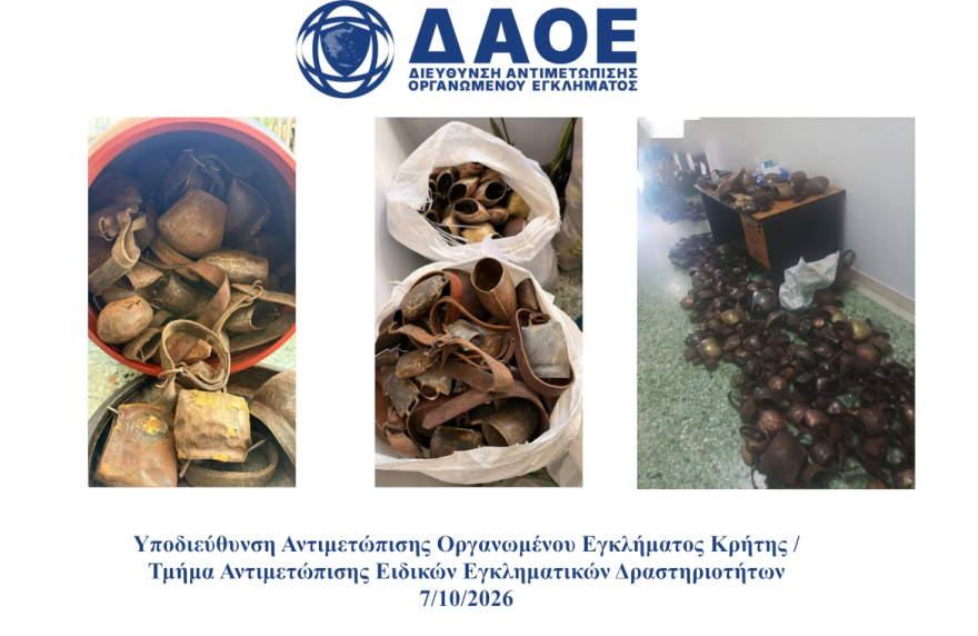 Πάνω από 320 αιγοπρόβατα και 692 κουδούνια έκλεψε συμμορία στο Λασίθι, 5 συλλήψεις