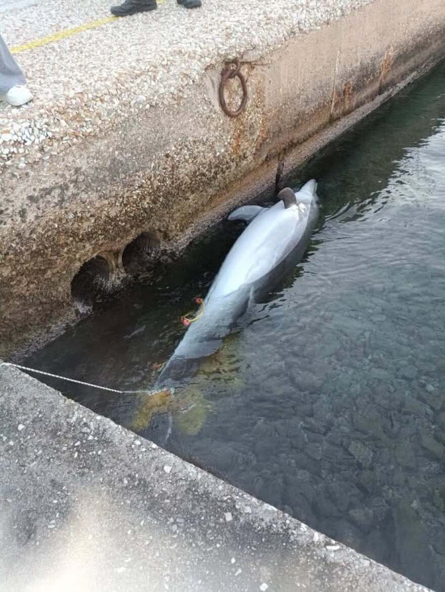 Νεκρό δελφίνι ξεβράστηκε σε παραλία της Σίφνου, ήταν μπλεγμένο σε δίχτυα