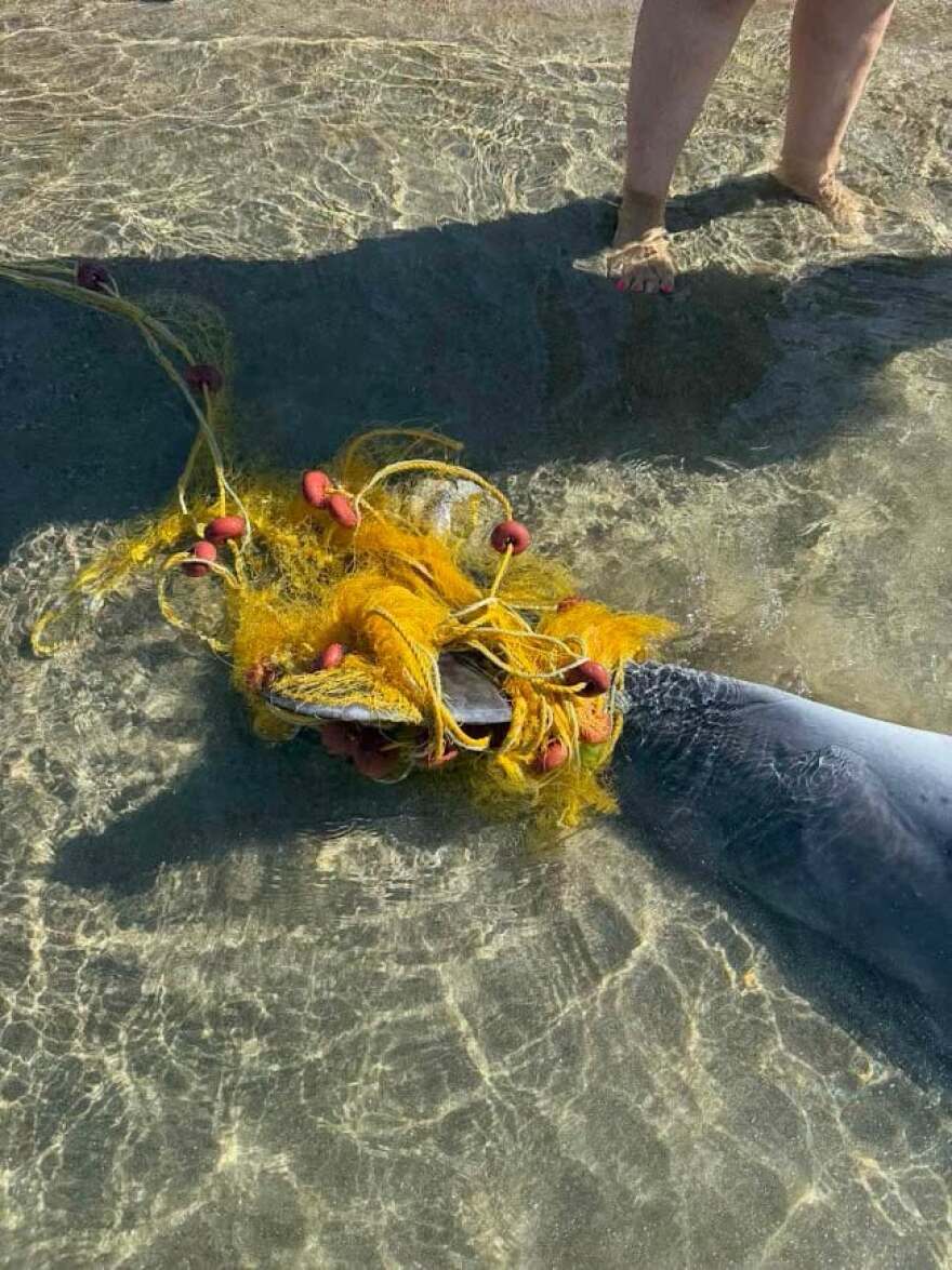 Νεκρό δελφίνι ξεβράστηκε σε παραλία της Σίφνου, ήταν μπλεγμένο σε δίχτυα
