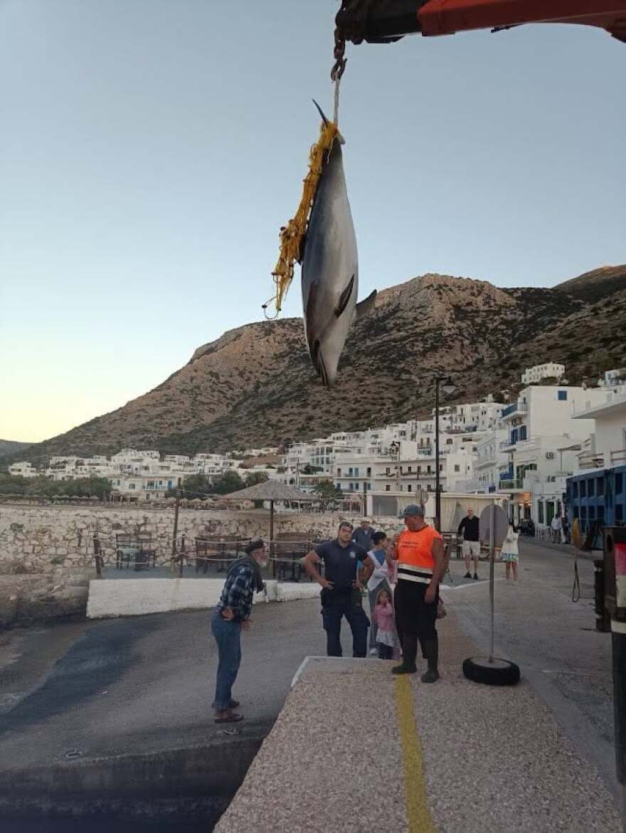 Νεκρό δελφίνι ξεβράστηκε σε παραλία της Σίφνου, ήταν μπλεγμένο σε δίχτυα