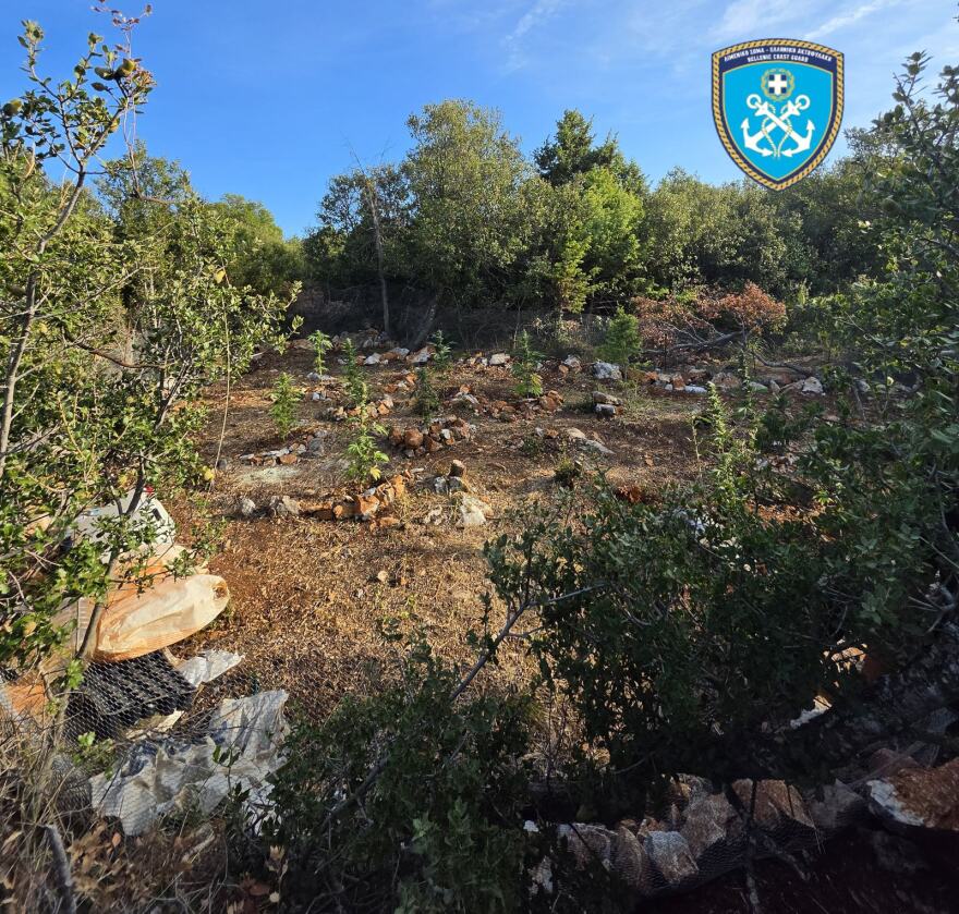 Εντοπίστηκαν 79 δενδρύλλια κάνναβης στη Μακρινίτσα, αναζητούνται οι δράστες, δείτε φωτογραφίες