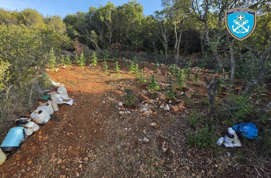 Εντοπίστηκαν 79 δενδρύλλια κάνναβης στη Μακρινίτσα, αναζητούνται οι δράστες, δείτε φωτογραφίες