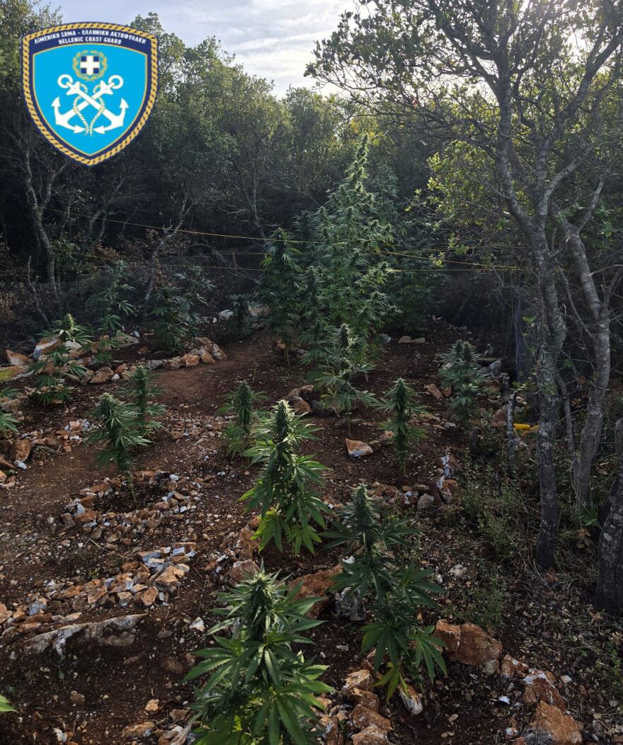 Εντοπίστηκαν 79 δενδρύλλια κάνναβης στη Μακρινίτσα, αναζητούνται οι δράστες, δείτε φωτογραφίες