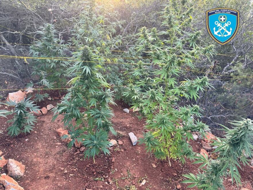 Εντοπίστηκαν 79 δενδρύλλια κάνναβης στη Μακρινίτσα, αναζητούνται οι δράστες, δείτε φωτογραφίες