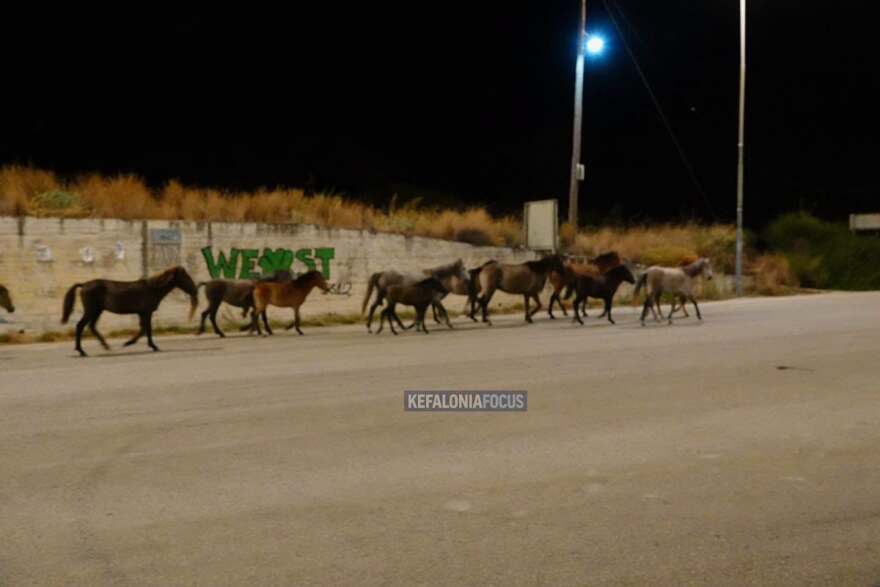 Βίντεο: Άλογα του Αίνου στη μέση του δρόμου στην Κεφαλονιά, κινούνταν ανάμεσα στα αυτοκίνητα

