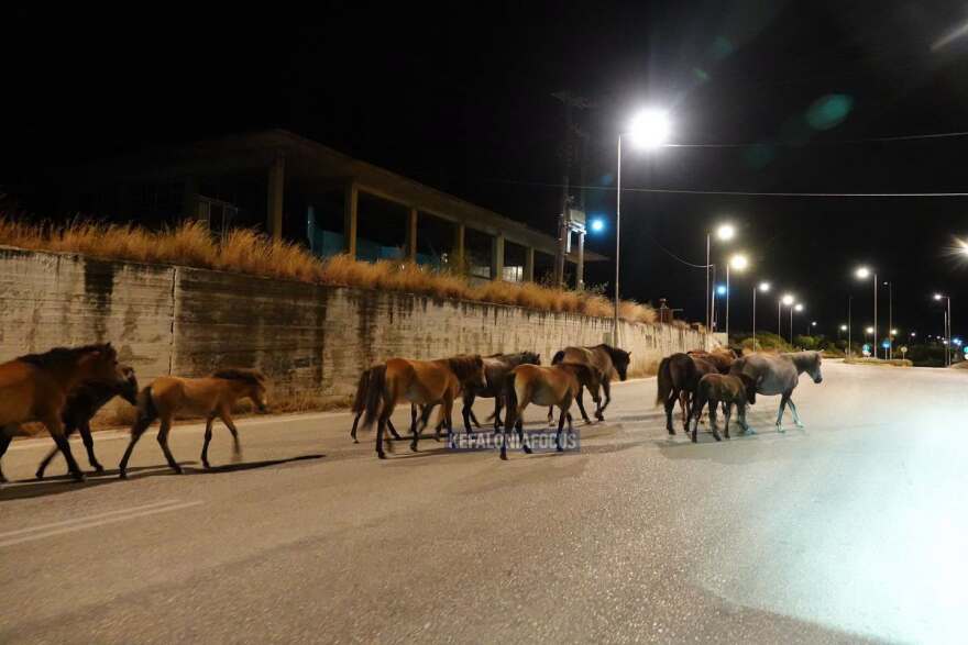 Βίντεο: Τουλάχιστον 10 άλογα του Αίνου στη μέση του δρόμου στην Κεφαλονιά, κινούνταν ανάμεσα στα αυτοκίνητα  
