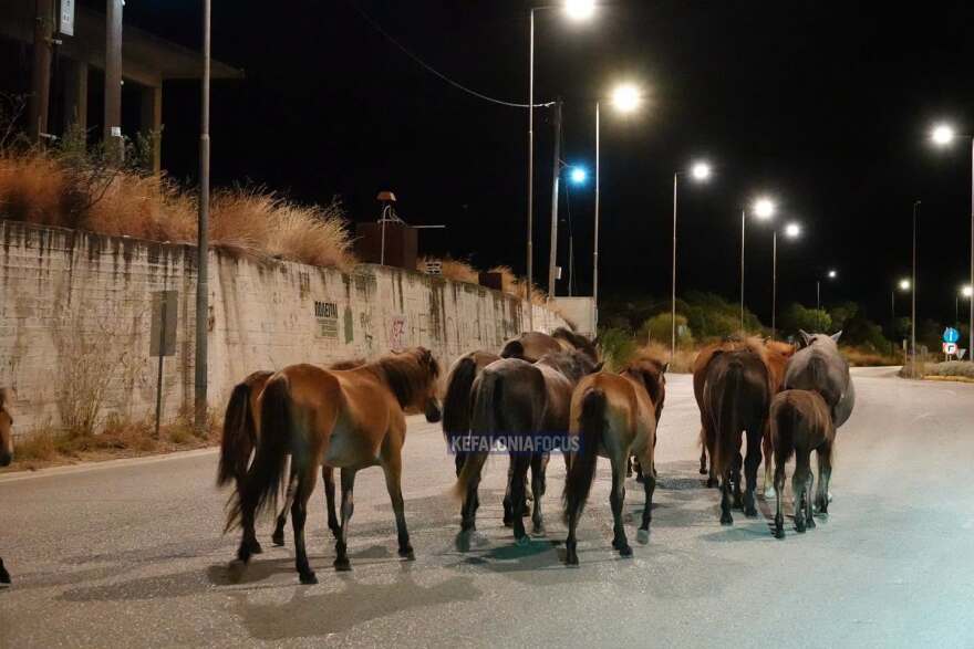 Βίντεο: Τουλάχιστον 10 άλογα του Αίνου στη μέση του δρόμου στην Κεφαλονιά, κινούνταν ανάμεσα στα αυτοκίνητα  