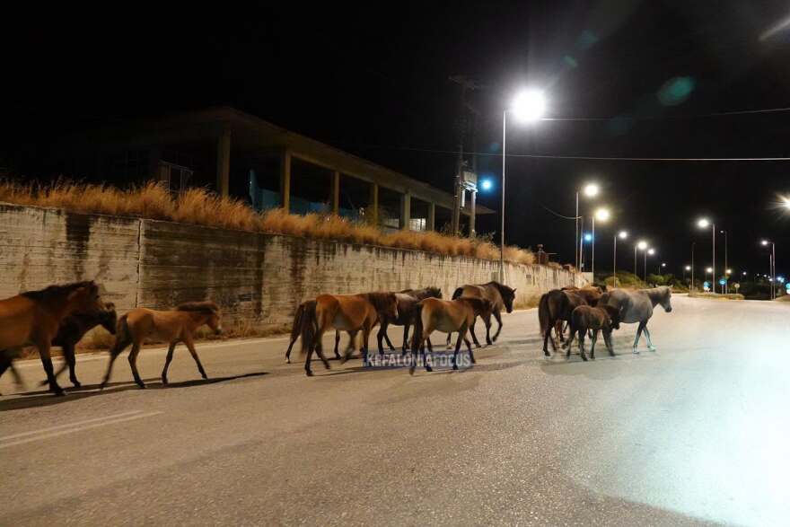 Βίντεο: Άλογα του Αίνου στη μέση του δρόμου στην Κεφαλονιά, κινούνταν ανάμεσα στα αυτοκίνητα

