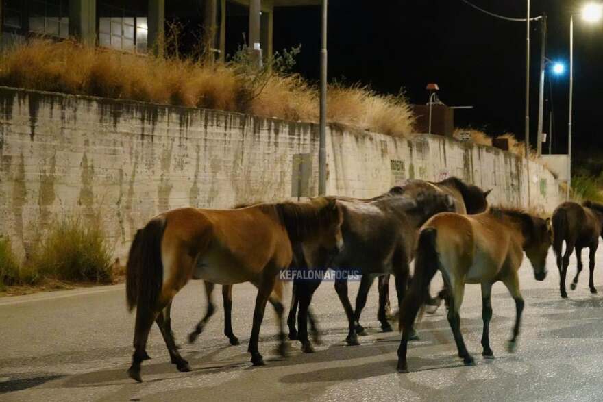 Βίντεο: Άλογα του Αίνου στη μέση του δρόμου στην Κεφαλονιά, κινούνταν ανάμεσα στα αυτοκίνητα

